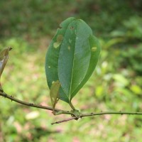 Smilax